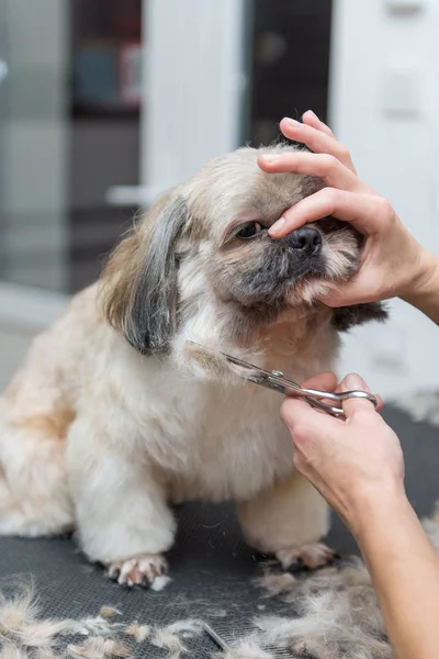 Стрижка собаки породи Ши-тцу у професійних салон — стокове фото
