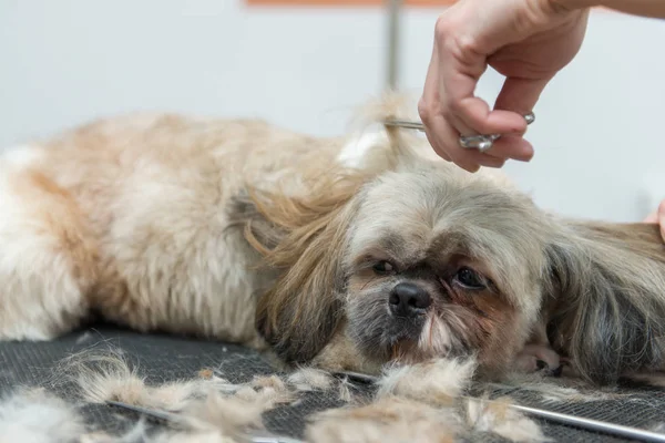 Chiens de toilettage de la race Shih Tzu dans le salon professionnel — Photo