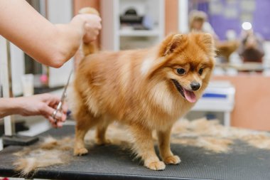 Köpekleri tımar eden Spitz Pomeranian kulübede