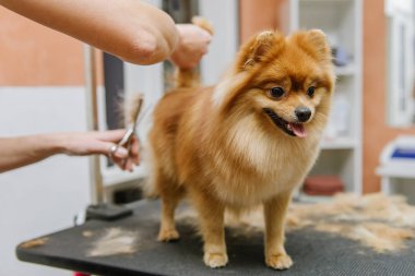 Köpekleri tımar eden Spitz Pomeranian kulübede