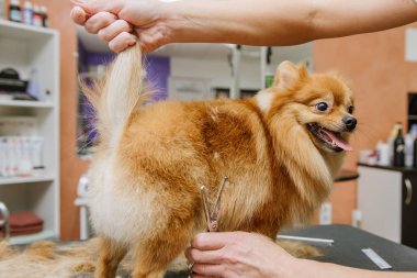 Köpekleri tımar eden Spitz Pomeranian kulübede