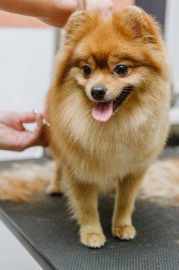 Köpekleri tımar eden Spitz Pomeranian kulübede