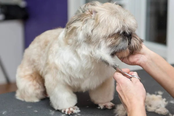 Καλλωπισμός σκύλων της φυλής Shih Tzu σε επαγγελματικό σαλόνι — Φωτογραφία Αρχείου