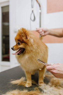 Köpekleri tımar eden Spitz Pomeranian kulübede