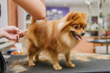 Köpekleri tımar eden Spitz Pomeranian kulübede