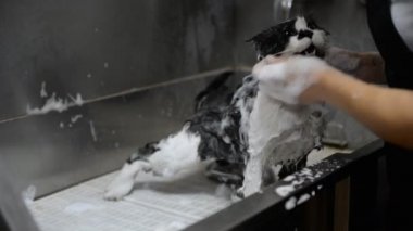 Profesyonel kediler kuaförde yıkanır.