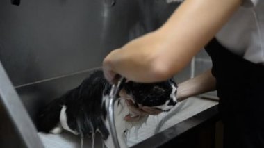 Profesyonel kediler kuaförde yıkanır.