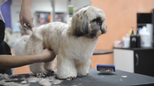 Kapsel Van Een Shih Tzu Hond Een Grooming Salon — Stockvideo