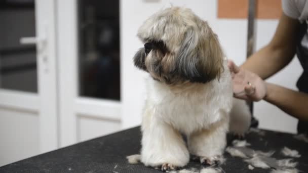 Kapsel Van Een Shih Tzu Hond Een Grooming Salon — Stockvideo