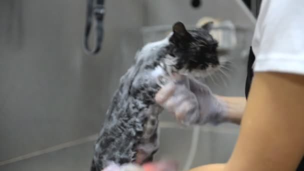 Professionele Kat Wassen Verzorgingssalon — Stockvideo