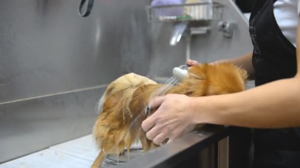 Επαγγελματικό Καθαρισμό Του Σκυλί Του Pomeranian Spitz Στο Καλλωπισμός Salon — Αρχείο Βίντεο