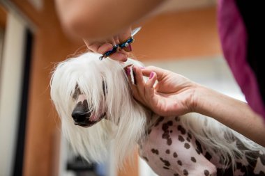 Damat Çince Tepeli köpek doğurmak