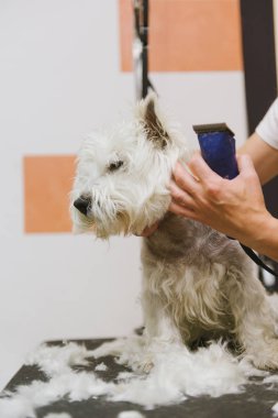 Batı dağlık beyaz korkunç köpek bakım