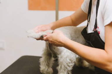 Batı dağlık beyaz korkunç köpek bakım