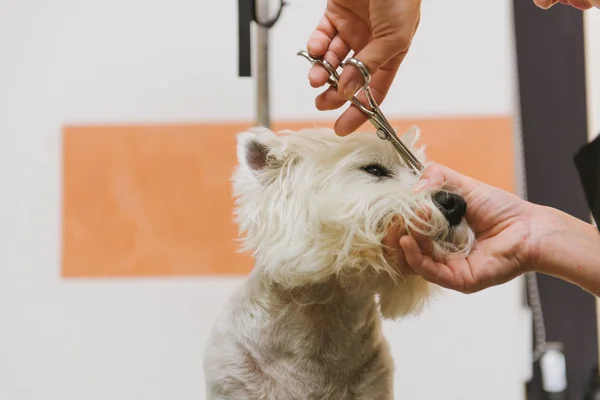 Chien de toilettage de West Highland White Terrier — Photo