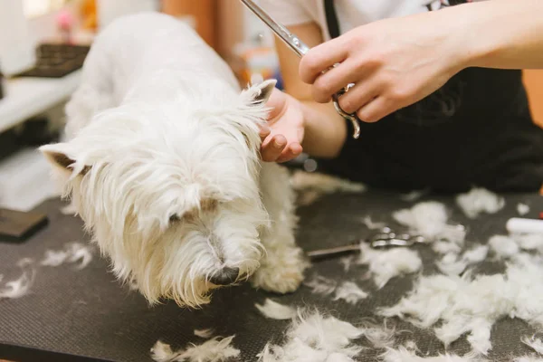 ウエスト ・ ハイランド ・ ホワイト ・ テリアの犬のグルーミング — ストック写真