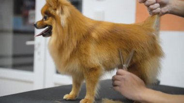 Salon damat profesyonel bir köpek bakım.