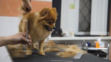 Salon damat profesyonel bir köpek bakım.