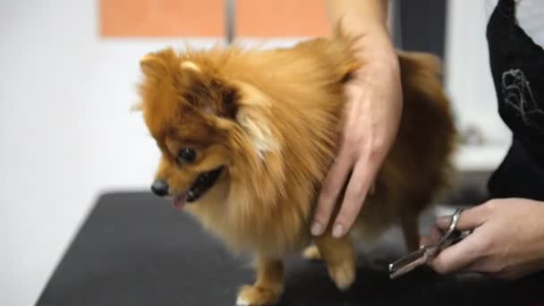 在专业的美容沙龙里梳理一只狗 — 图库视频影像