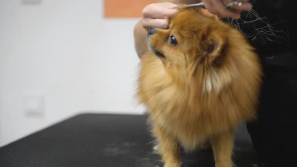 Grooming Dog Professional Grooming Salon — Stock Video