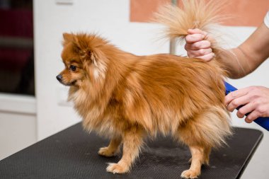 Köpekleri tımar eden Spitz Pomeranian kulübede