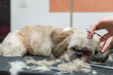 profesyonel salon Shih Tzu cins köpek damat