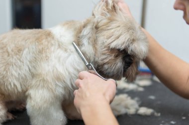 profesyonel salon Shih Tzu cins köpek damat