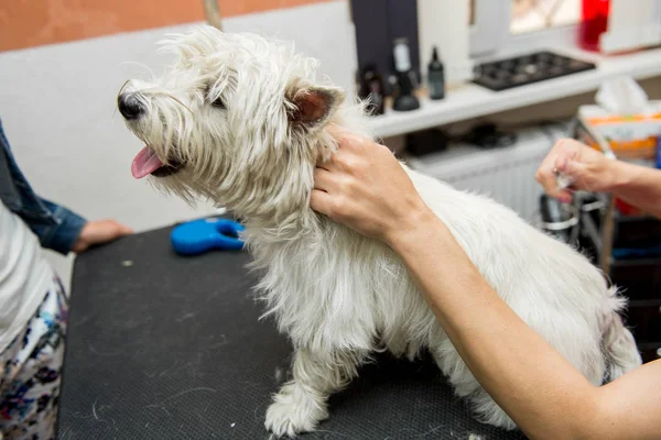 Batı dağlık beyaz korkunç köpek bakım