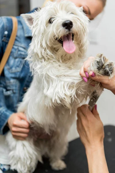 Chien West Highland White Terrier toilettage — Photo