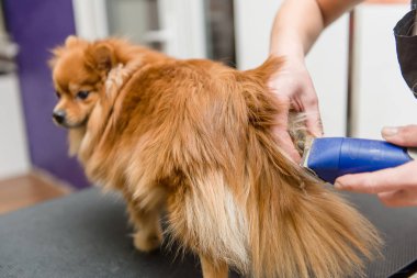 Köpekleri tımar eden Spitz Pomeranian kulübede