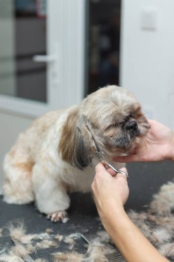 profesyonel salon Shih Tzu cins köpek damat