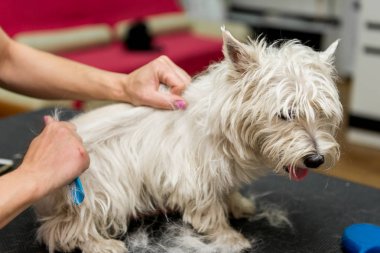 Batı dağlık beyaz korkunç köpek bakım