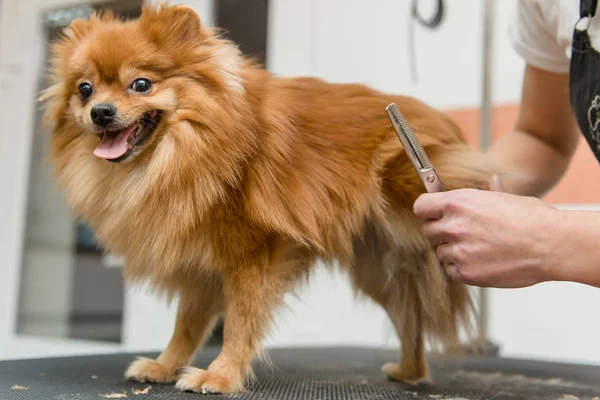 Köpekleri tımar eden Spitz Pomeranian kulübede