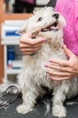 Batı dağlık beyaz korkunç köpek bakım