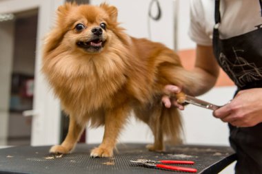 Köpekleri tımar eden Spitz Pomeranian kulübede