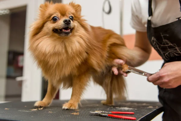 Grooming hunde Spitz Pomeranian i kabinen - Stock-foto
