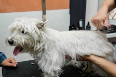 Batı dağlık beyaz korkunç köpek bakım