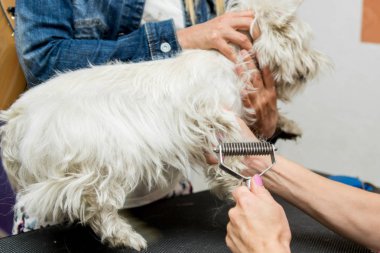 Batı dağlık beyaz korkunç köpek bakım