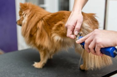 Köpekleri tımar eden Spitz Pomeranian kulübede