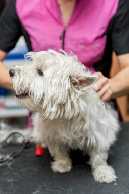 Batı dağlık beyaz korkunç köpek bakım
