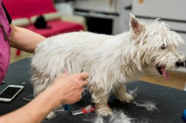 Batı dağlık beyaz korkunç köpek bakım