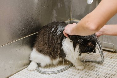 Kabinde damat profesyonel kedi