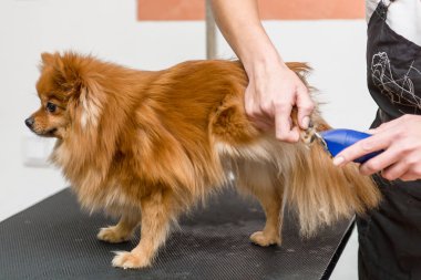 Köpekleri tımar eden Spitz Pomeranian kulübede