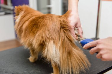 Köpekleri tımar eden Spitz Pomeranian kulübede