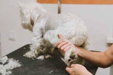 penye profesyonel damat salonda batı dağlık beyaz korkunç köpek.