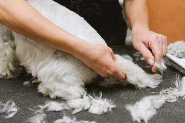 penye profesyonel damat salonda batı dağlık beyaz korkunç köpek.