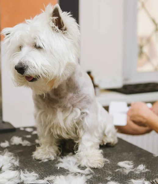 Chien de peignage professionnel West Highland White Terrier dans le salon de toilettage . — Photo