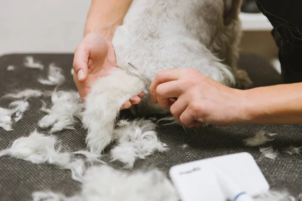 Chien de peignage professionnel West Highland White Terrier dans le salon de toilettage . — Photo