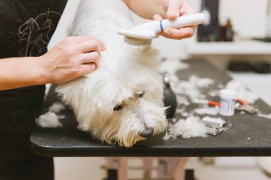 penye profesyonel damat salonda batı dağlık beyaz korkunç köpek.