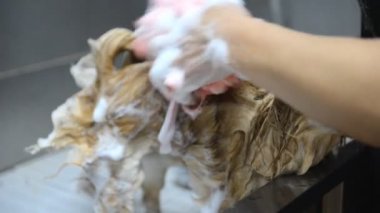 Damat salonda Pomeranian Spitz köpeğin profesyonel temizlik